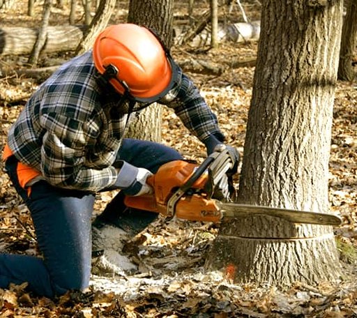 Tree Removal in Sawyer, MI